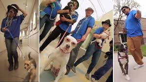 Antibiotics surgeries and emergency medical treatment is expensive especially for a charity with. East Bay Spca In Oakland Gets Funky With Bruno Mars Uptown Funk Parody Abc7 San Francisco