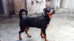 You have to know that the rottweiler pitbull mix is also known as the pitweiler. Rottie Mix Puppies For Sale By Greenfield Puppies