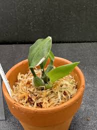 Image result for Oeceoclades saundersiana