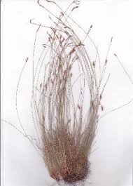 Image result for Bulbostylis trabeculata