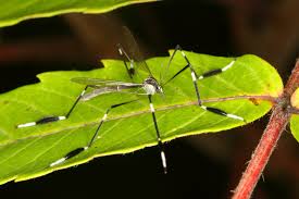 Eastern Phantom Crane Fly (Bittacomorpha clavipes) · iNaturalist