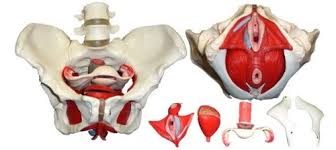 It's located between the abdomen and the legs. Amazon Com Wellden Product Medical Anatomical Female Pelvis Model With Removable Organs 6 Part Life Size Industrial Scientific