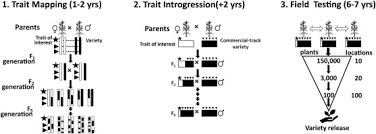 Cell biology and genetics plant physiology. The Role Of Conventional Plant Breeding In Ensuring Safe Levels Of Naturally Occurring Toxins In Food Crops Sciencedirect