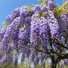 Image result for Wisteria sinensis