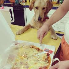 Labradors Com Member Photo Oh Hi I D Like Some Pizza Funny Labrador Just For Gags Funny Pictures Funny Dogs