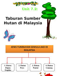 Di sekitar pantai ini juga masih banyak terdapat hutan bakau yang lebat. Sumber Hutan