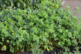 Image result for Marsilea burchellii