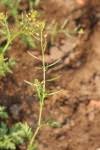 Image result for Rorippa madagascariensis