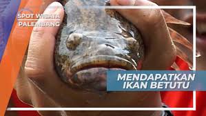 Daerah penyebaran ikan tenggiri tabel 1.2. Ikan Tenggiri Meaning In Tamil