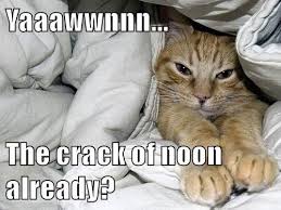 Friday, saturday, sunday | no feedback. Go Back To Bed It S Caturday Funny Cats Funny Animal Pictures Funny Cat Pictures