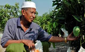 The malaysian tropical climate is very favorable for the production of various exotic fruits and vegetables, especially since peninsular malaysia seldom experiences hurricanes or droughts. In Malaysia Some Mango Farmers Thrive Despite Heatwave Benarnews