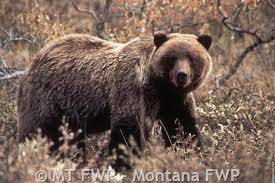 Grizzly Bear Montana Field Guide