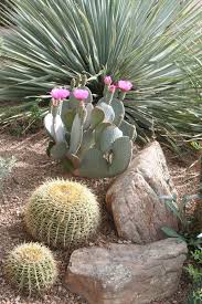 Image result for Opuntia