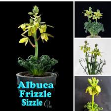 The plants main feature is the light green stem that grows upwards. Albuca Spiralis Frizzle Sizzle Corkscrew Albuca Frizzle Sizzle Uploaded By Enchantedaprilgardens