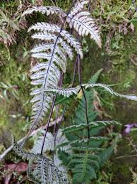 Image result for Aleuritopteris