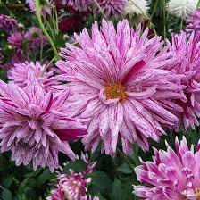 Flowers for vegetable garden uk. Can I Grow Flowers With My Veg Richard Jackson Garden
