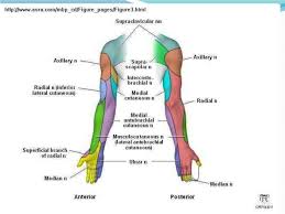 Peripheral Nerves Of Upper Limb Median Nerve Plexus