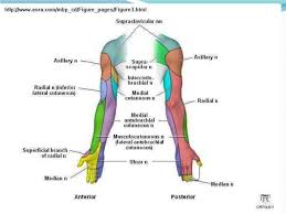 peripheral nerves of upper limb median nerve plexus