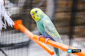Use them in commercial designs under lifetime, perpetual & worldwide rights. Parakeets Their Colours And Types