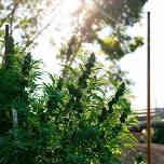 Cannabis Weekend: Farm Tour & Farmers Market