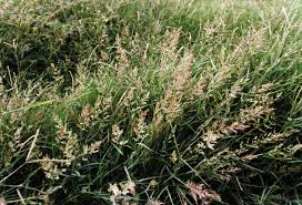 Image result for Eragrostis cilianensis