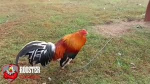 Imagenes de gallos brown red, conoce las cualidades combativas del gallo de pelea brown red y mira extraordinarias fotos para descargar gratis. Gallos Finos For Sale 2 Joe Goode Grey Pullets For Sale Gamefowl Sabong Gallos Finos Giro Gira Giras 40