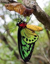 Mariposas De Estructura Interna Y Externa Morfologia De Escalas Los Insectos Mas Bellos