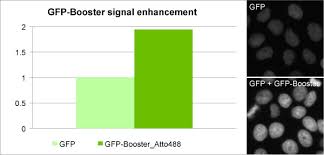This secondary antibody was purified using antigen. Gfp Booster Chromotek