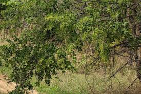 Image result for Searsia lucida