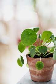 It is botanically known as zamioculcas. This Little Cutie Spotted On Lebens Lustinger Is A Petite Chinese Money Plant Its Scientific Name Is House Plants Indoor Chinese Money Plant Foliage Plants