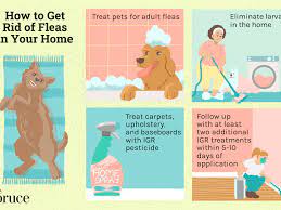 How To Get Rid Of Fleas In Your Home