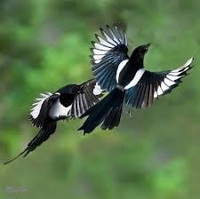 Beautiful Magpie S Ausgestopftes Tier Vogel Als Haustiere Tiere