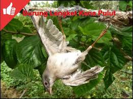 Skema ukuran kotak burung dari kardus atau kertas karton (burungnya.com) cara membuat kotak burung: Cara Membuat Pulut Dari Getah Pohon Dan Permen Karet Merawat Burung Berkicau