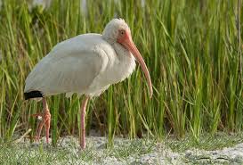 Bin discarded fishing lines, hooks and nets it is common for hooks to become caught in a bird's mouth or throat which can lead to infections and abscesses, and a slow painful death. The Dangers Of Fishing Line And Hooks For Birds And Other Wildlife On The Wing Photography