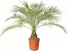 Это растение нуждается в особом отношении и заботе и при сбалансированном уходе. Finik Derevo O Cvetah