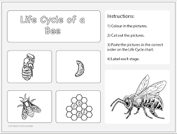 Life Cycle Of A Bee Worksheet 2 Studyladder Interactive