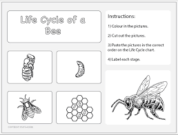 life cycle of a bee worksheet 2 studyladder interactive