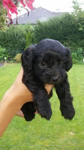 Bild 4 Bolonka Zwetna Bischofsheim Bolonka Hund Bolonka Zwetna Maltipoo Welpen