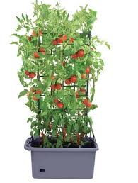 I am glad that granny can still grow her delicious tomatoes with the help of the earthbox planter box. Best Planter Boxes For Tomatoes 7 Options To Grow Tasty Tomatoes