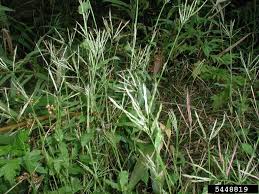 Image result for Arthraxon