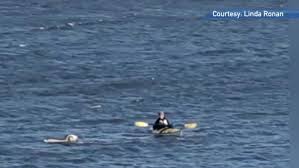 Maine woman uses kayak to help rescue an escaped goat