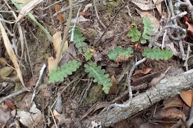 Image result for Asplenium cordatum