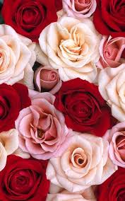 Pin By Anais On Wallpaper In 2020 Red Roses Wallpaper Rose Wallpaper Flower Wallpaper