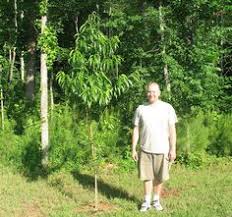 It has a marvelously melting, sweet, yellow flesh. 120 Peaches Ideas Peach Trees Fruit Trees Peach