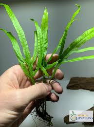 Image result for Tridentea marientalensis