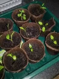 Allow the seed pods to turn brown then remove them from the plant. Growing Lupins From Seed Bbc Gardeners World Magazine