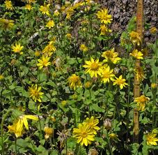 Image result for Ficalhoa laurifolia