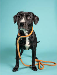 Adoptable Pets of LifeLine