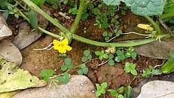 Image result for Cucumis prophetarum