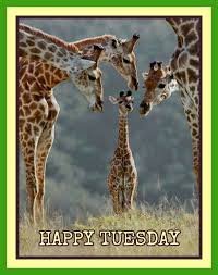 We did not find results for: Happy Tuesday Happy Tuesday Images Happy Tuesday Giraffe Quotes
